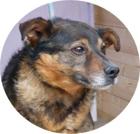 RISCI - 45 cm - ANGSTHÄSCHEN SUCHT ZUHAUSE aus dem Tierschutz