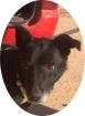 MERLIN - 55 cm - HÜBSCHER LABRADOR MIX SUCHT aus dem Tierschutz