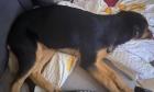 Süße Nala sucht liebevolles Zuhause