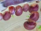 Suche reinrassige Apfelschnecken in lila blau gelb und grün