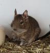 2 Degus Männlich