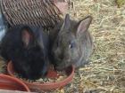 Kaninchen 10 Wochen zu verschenken