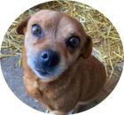 MINNIE - 30 cm - SUCHT LEUTE MIT HERZ aus dem Tierschutz