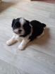 1 Shih Tzu Rüde schwarz-weiss ist noch frei