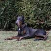 Dobermann Rüde 10 Monate alt Blue Tan