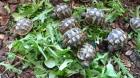 Griechische Landschildkröten Nachzuchten 2022
