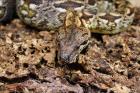 0. 1 Südliche Madagaskarboa 2022 Acrantophis dumerili