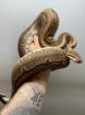 0. 1 Pinstripe 2022 Königspython Python regius