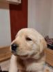 Welpen Labrador Retriever