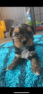Kleine Mini Yorkshire Terrier Welpen abzugeben