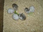 Roborowski Zwerghamster in tollen Farben Hamster 1 Monat alt