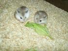 Junge Zwerghamster abzugeben kleine Hamster