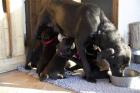 7 Labradorwelpen Mit Glücks Geburtsdatum 03. 03. 21. Dürfen Bald ausziehen