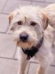 Aktiver verspielter Terrier-Mischling Peyton