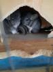 3 Chinchilla Männchen Vater mit 2 Söhnen suchen ein liebesvolles neues Zuhause