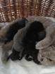 Selkirk Rex sucht Dich