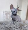Don Sphynx Junge blau
