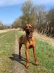 Rhodesian Ridgeback reinrassig