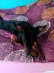Zwergpinscher Rüde