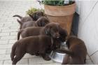 / / VDH/VK FCI Labrador welpen mit papiere / /