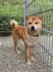 Daichi - Shiba Inu -Mix