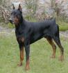 Verkaufe Dobermannrüde