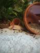 Axolotl jungtiere suchen ein neues Zuhause