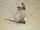 Exclusiver reinrassiger Cornish Rex Käterchen bluepoint - selten