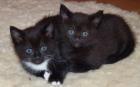 Flaschenbaby MAINE COON MIX Kitten schwarz/ weiß sucht ab sofort