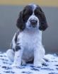 English Springer Spaniel Welpen mit Papiere