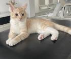 Kater abzugeben europäische Kurzhaar