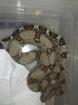 3 5 Boa Constrictor Imperator Kolumbieaner Jungtiere DNZ 05/2012 Guyana Rotsch