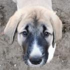 Kangal - Mischlings - Wachhund Welpen