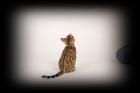 Katzen ür Allergiker 2 Bengal Mädchen zucht o. Liebhabertiere