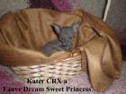 Exclusive reinrassige Cornish Rex Kätzchen