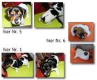 4 reinrassige JackRussell Welpen