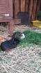 2 Meerschweinchen suchen neues Zuhause