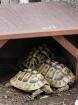 Gruppe Landschildkröten
