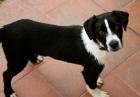 Herkules - die Anwohner legten gezielt Gift aus um den kleinen Hundejungen zu v