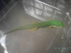 Phelsuma quadriocellata quadriocellata