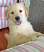 Traumhaft schöne Golden Retriever