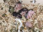 Zwerghamster Babys