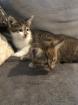 Kleiner braver Kater sucht neues Zuhause