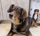 Lieber sozialer Hundeopa