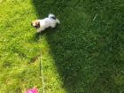 Shih tzu Welpe zu verkaufen