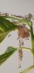 Rhombodera Magaera Mantis Gottesanbeterin L3