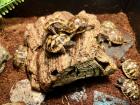 Griechische Landschildkröten Nachzuchten THB 2022 abzugeben