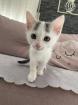 Katzenbaby Weiblich
