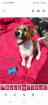 3 reinrassige Jack Russell Rüden
