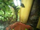 Phelsuma Laticauda Angularis 1. 1 mit sehr Großem Terrarium Pflanzen Elektron